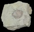 Blastoid (Pentremites) Fossil - Illinois #42819-1